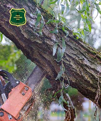 Tree Care Cost