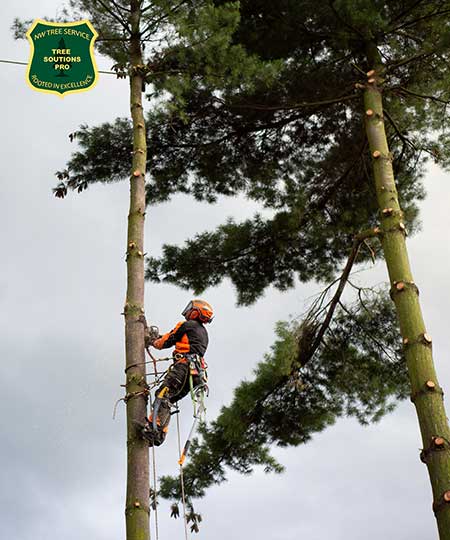 Tree Care -