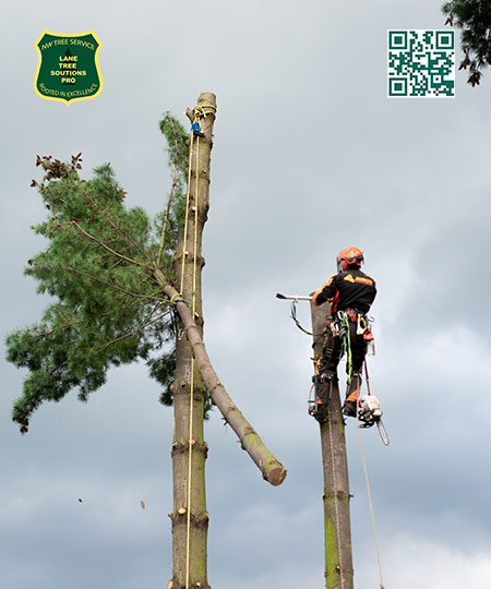 Tree Service in Springfield