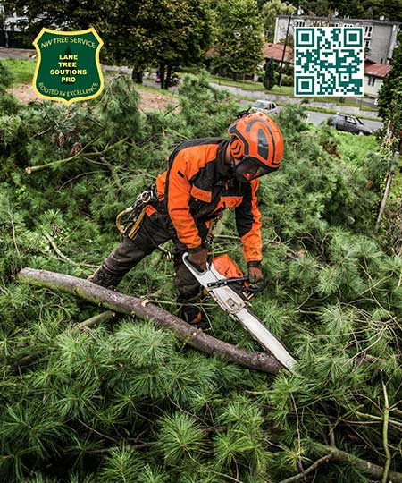 Tree Service in Cottage Grove -