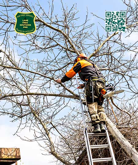 Tree Service in Creswell -